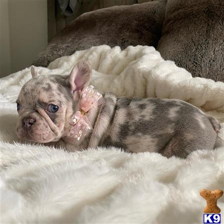 COUTURE WEST FRENCHIES Picture 2